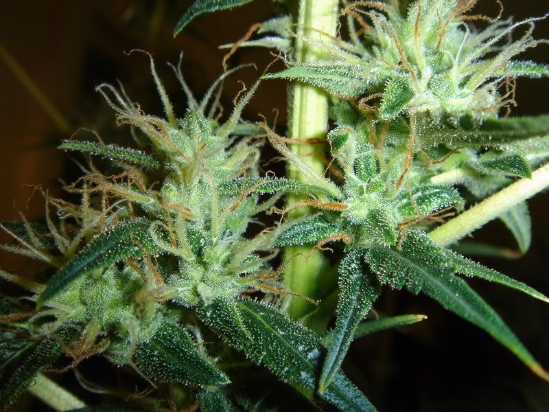Pistils001.jpg