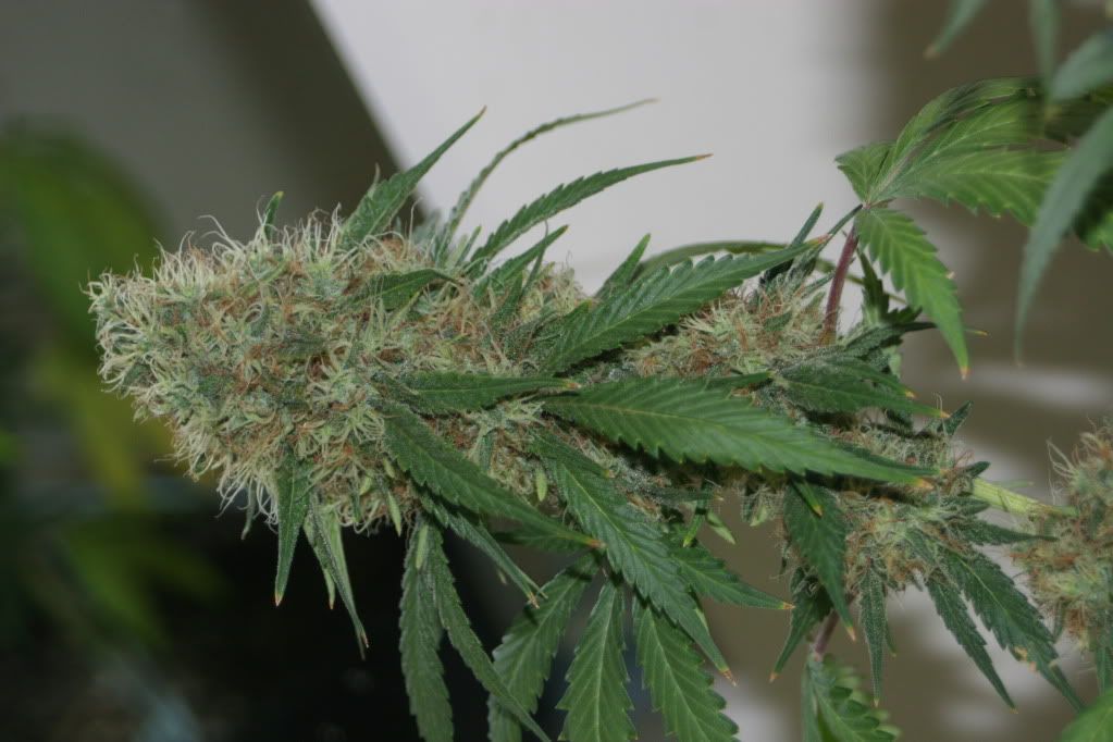 frosty045.jpg