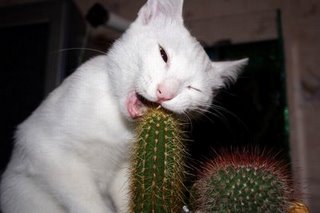 stupid_cat.jpg