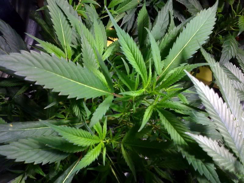 WhiteWidow.jpg