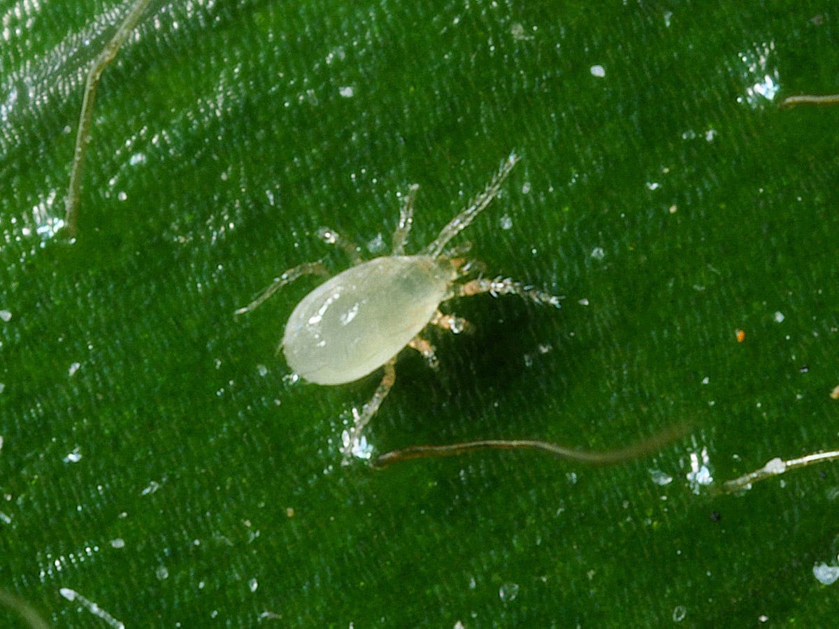 bugsforbugs.com.au