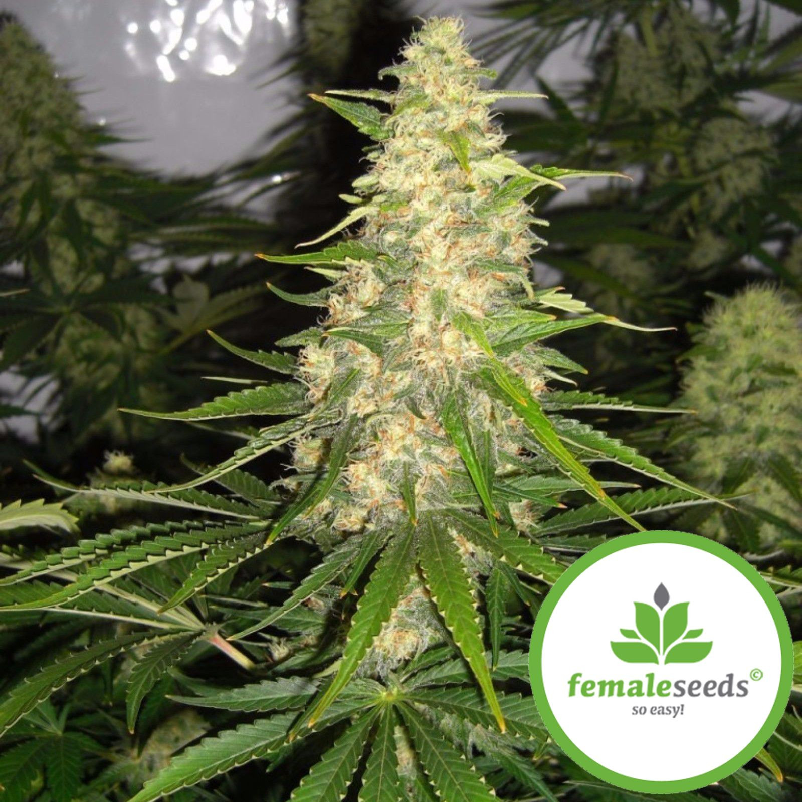 www.leafly.com
