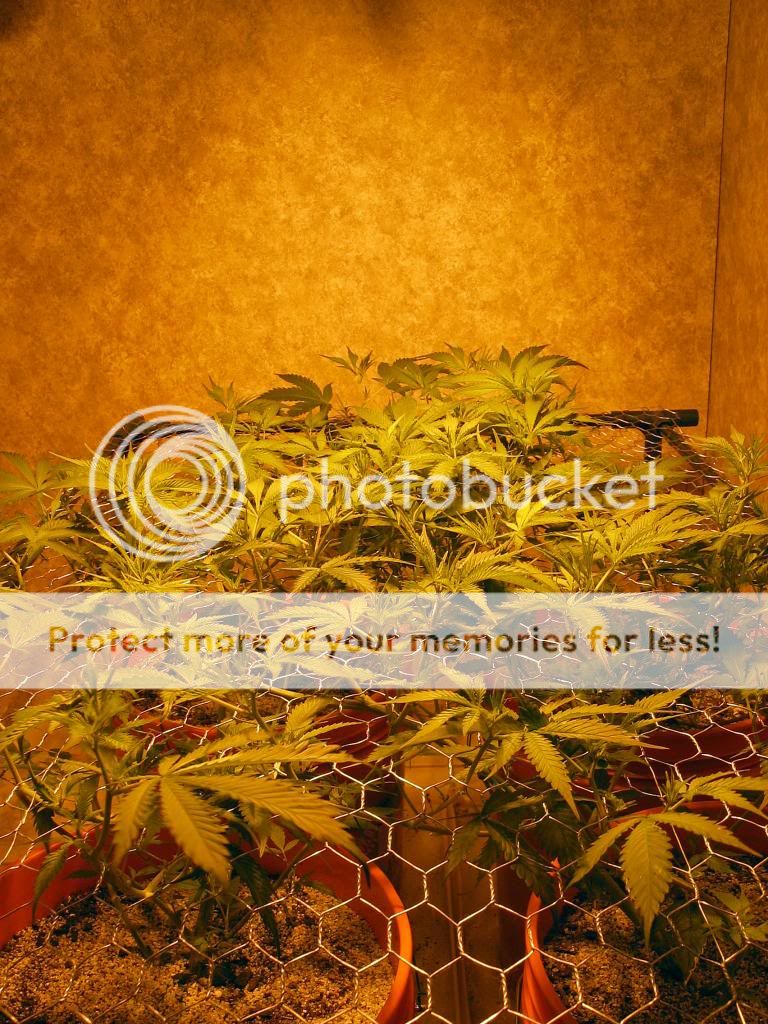 IMG_4211_zps320ee4e8.jpg