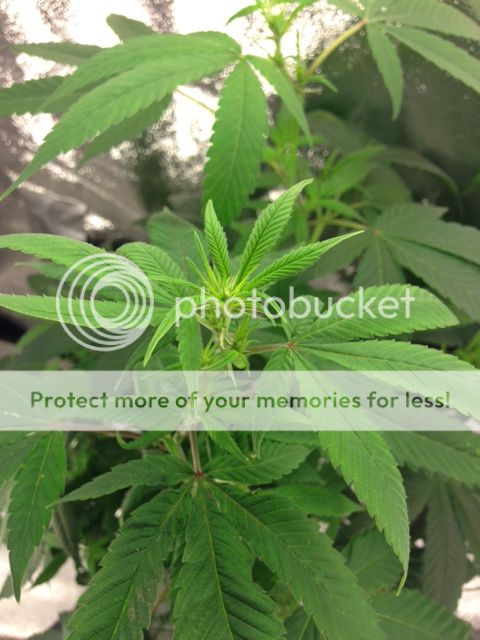 photofkajflaj_zps2dda4bb3.jpg