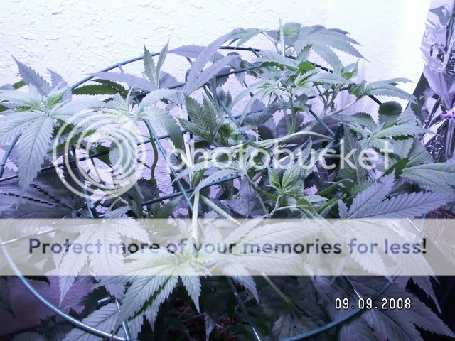 PICT0374.jpg