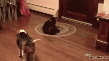 gifs_07.gif