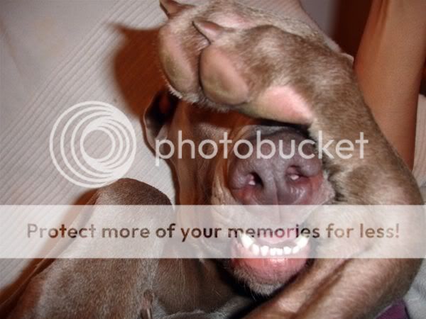 Dog_Covering_Eyes.jpg