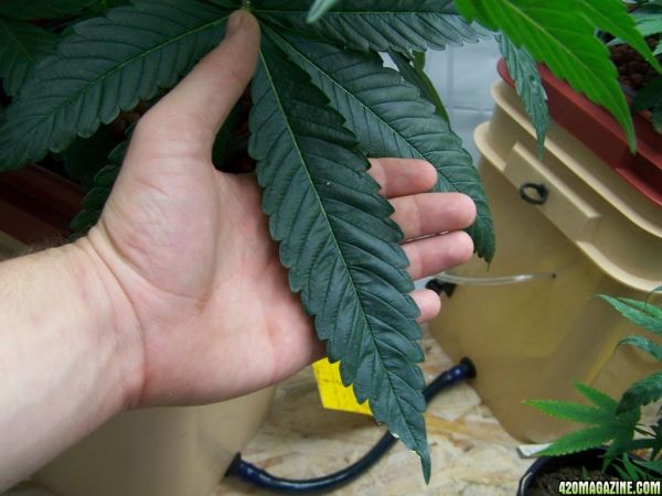sour_kush_leaf.JPG