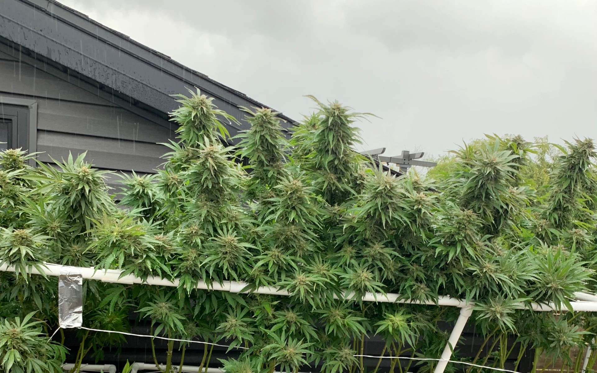 www.leafly.com