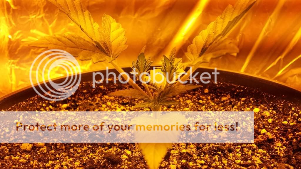 20131215_090606_zps9dcc10e6.jpg