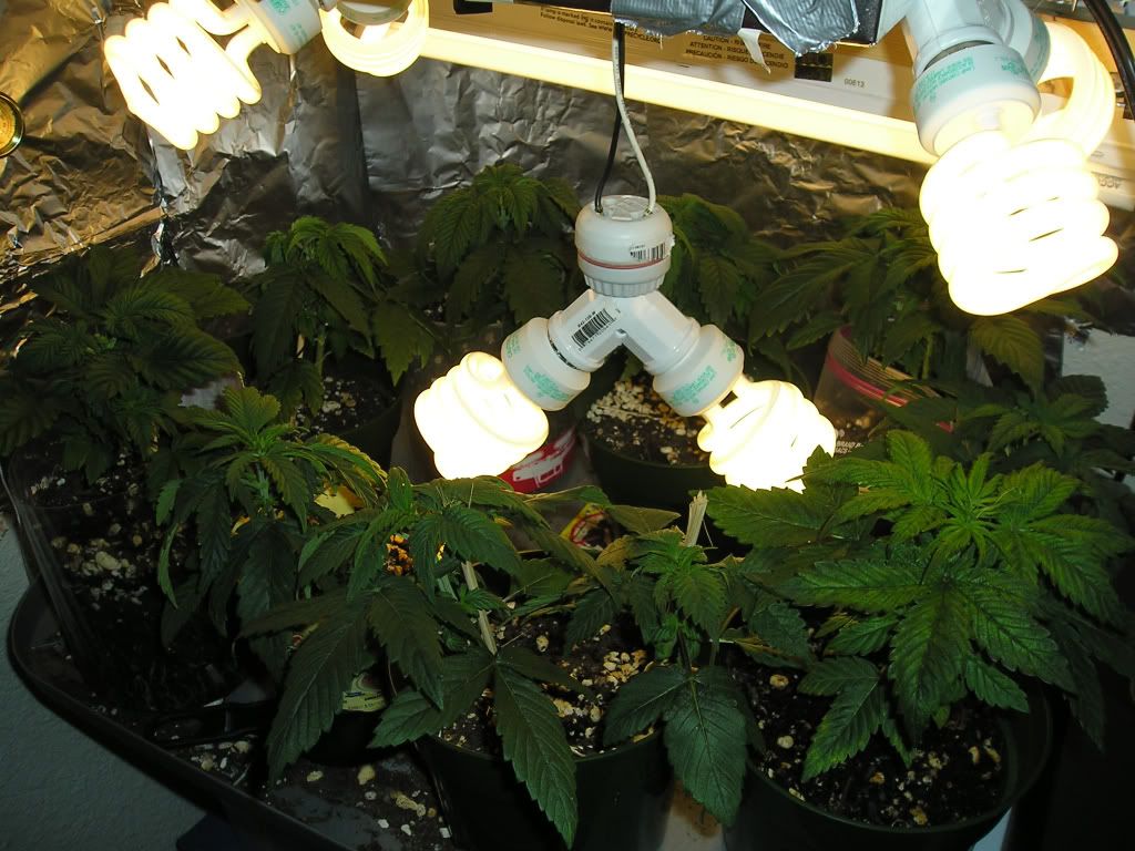 3weeksfromseed.jpg