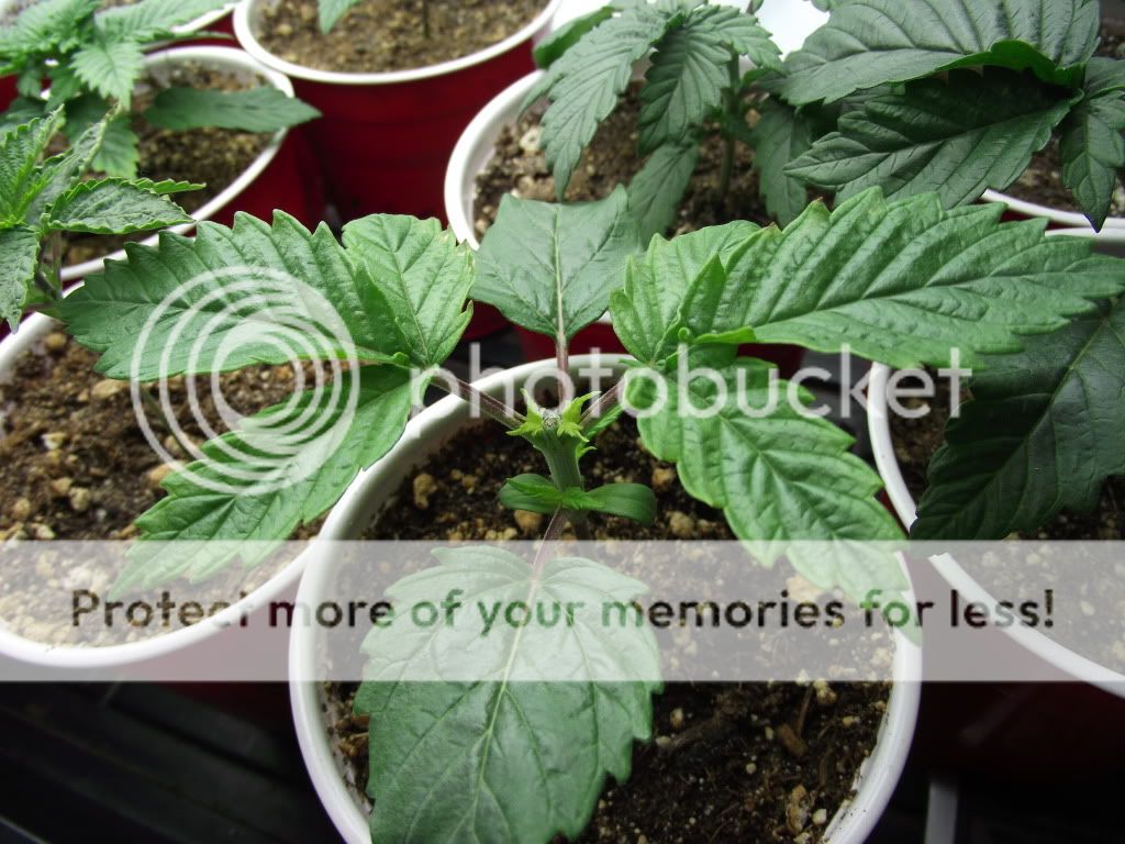 DSCF2237.jpg