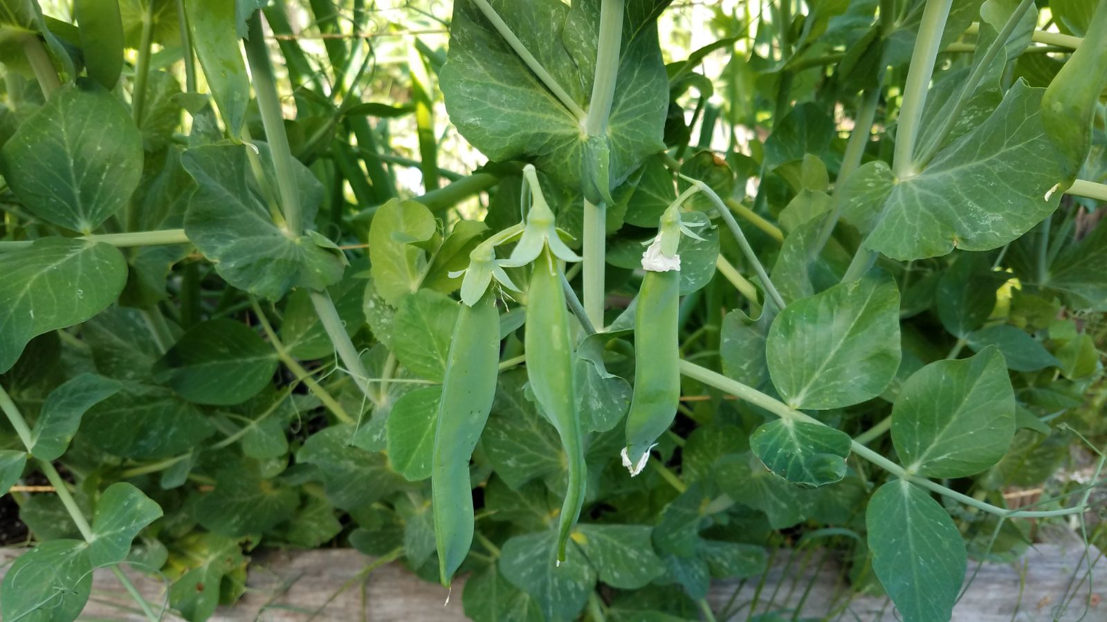 peas63.jpg