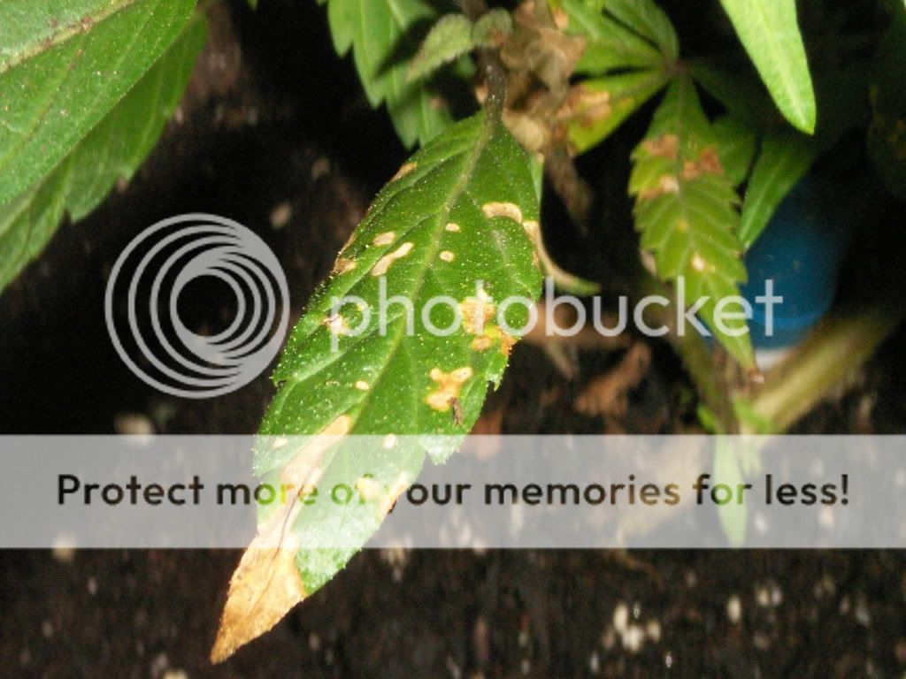 PICT0001.jpg