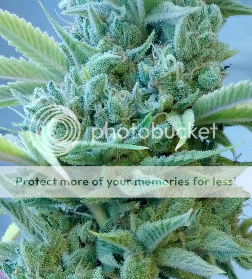 Ghost%201-28-15_zps4kddquqj.jpg