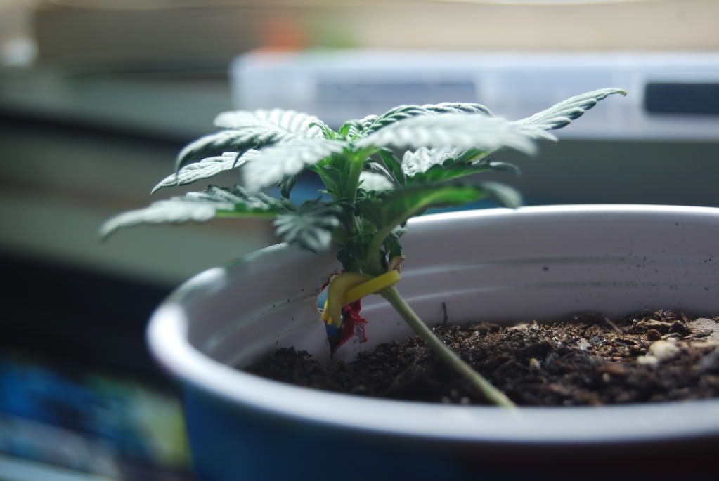 weed34015.jpg