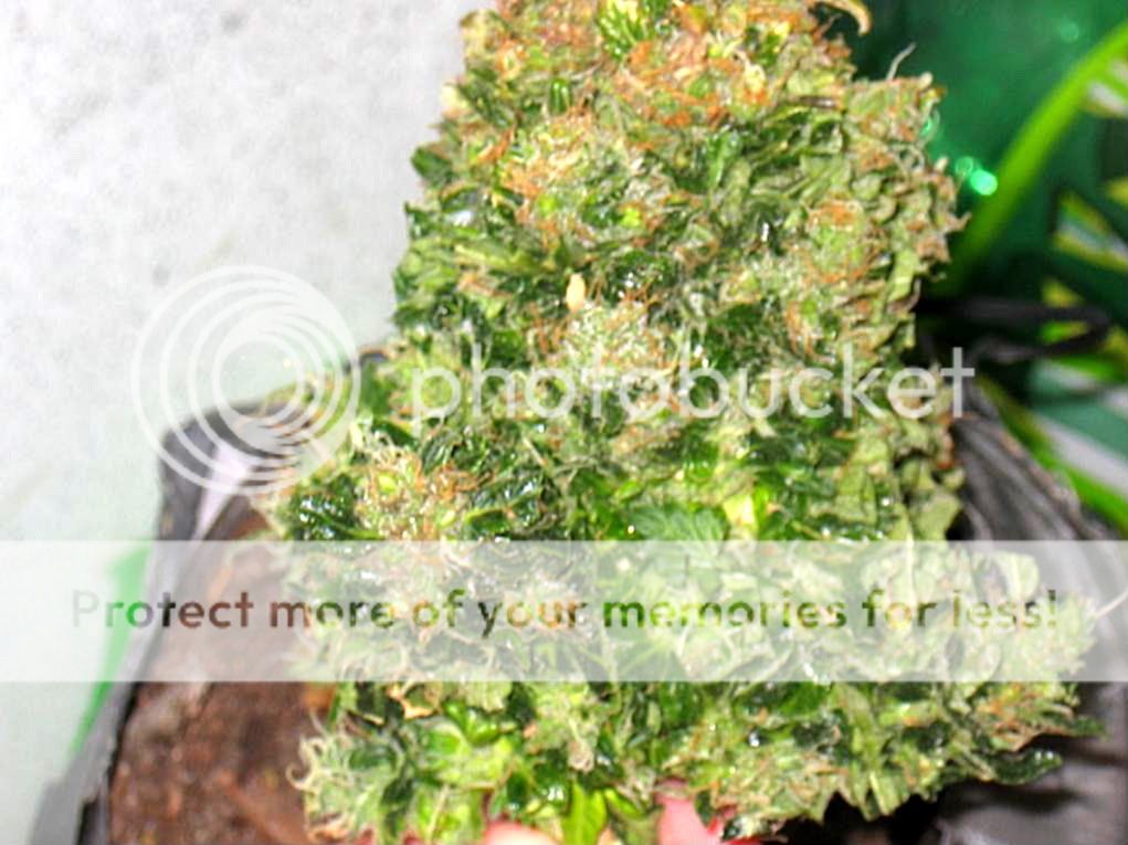 lowryder63harvestday009.jpg