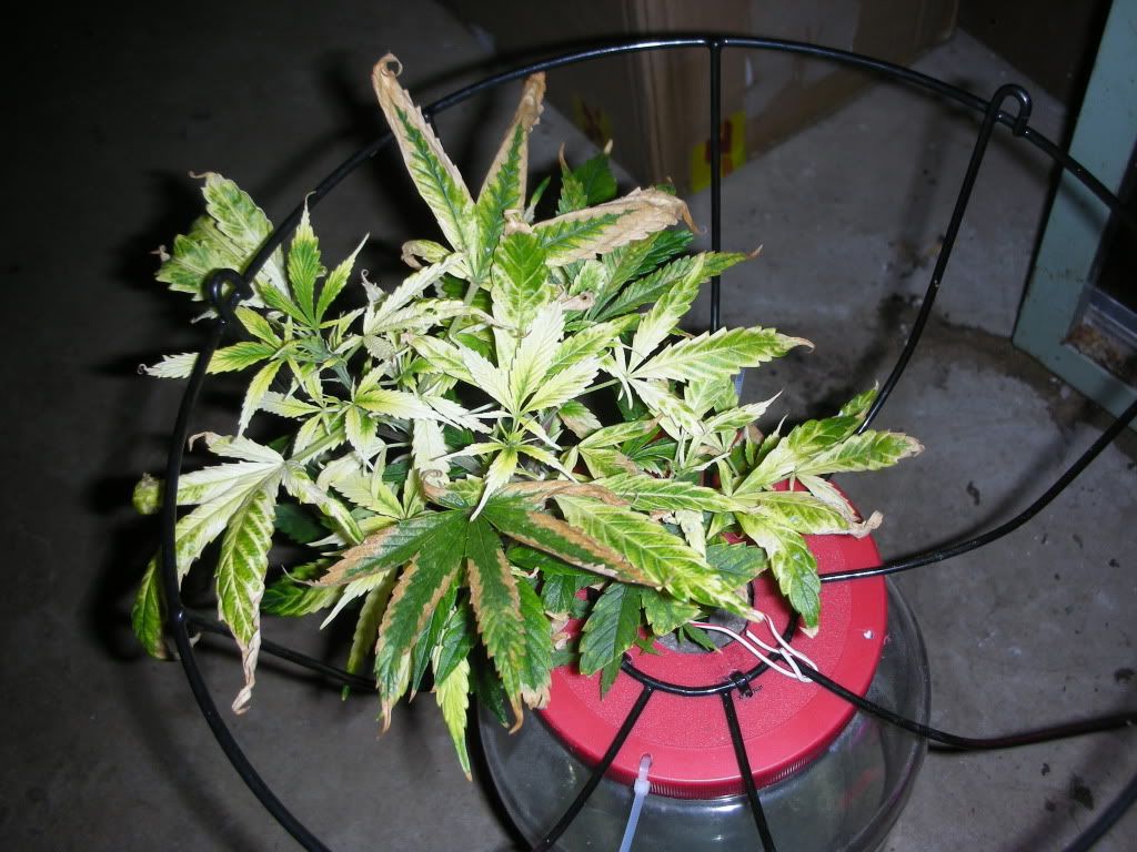 DSCN4475.jpg