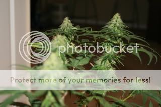 Budpics3-4002.jpg