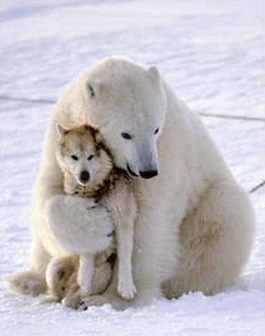 1251-my-little-wolf.jpg