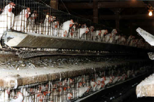 chicken-egg-03.jpg