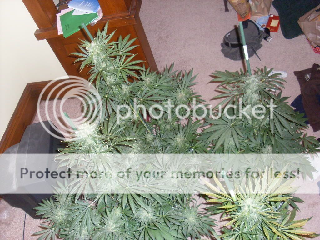 Picture180.jpg