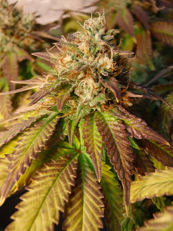 7weeksflower3-1.jpg