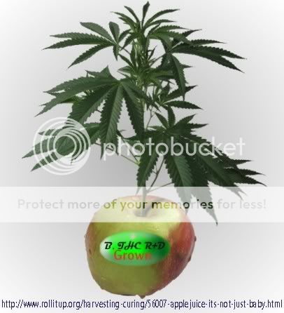 apple-1.jpg