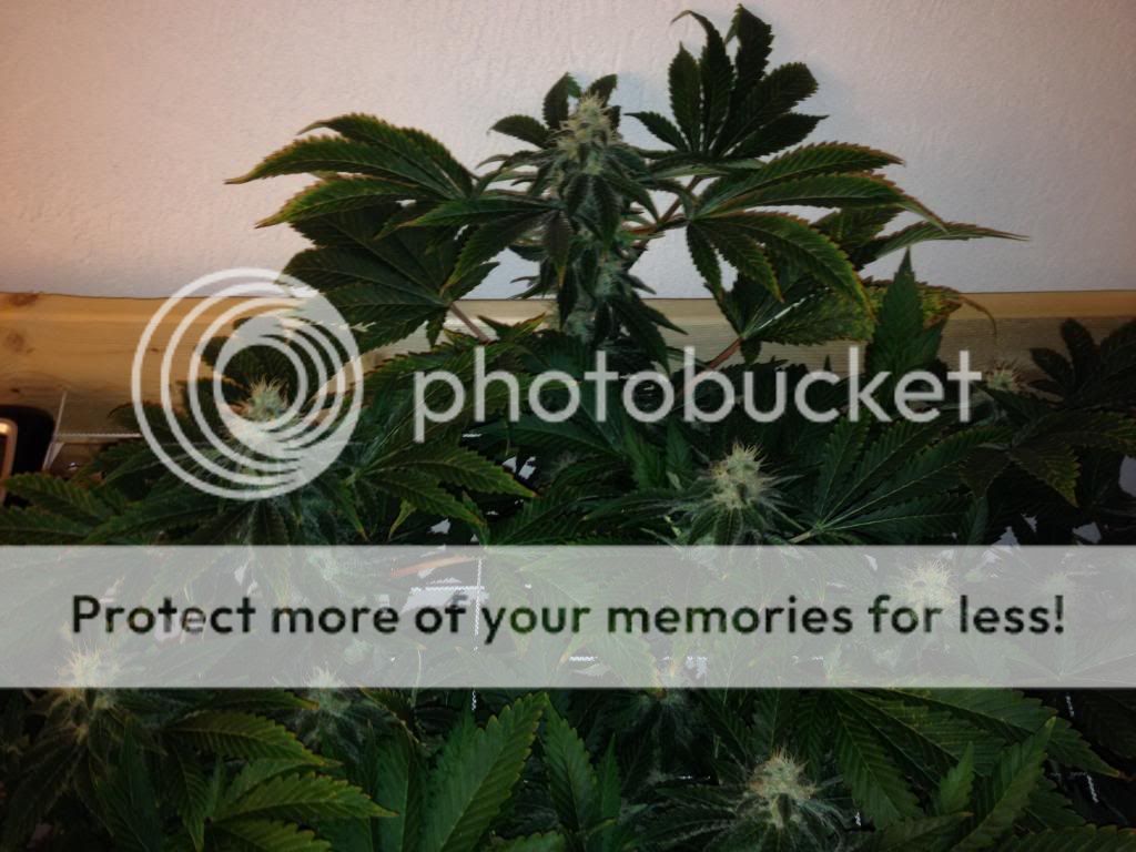 image_zps272db4d2.jpg