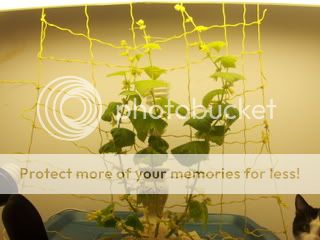 cuke18001.jpg