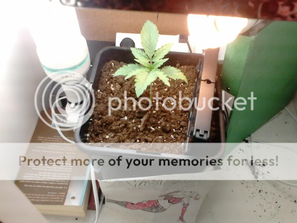 DSC_0018_zpscb1fd8ef.jpg