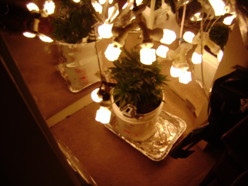 plants142.jpg