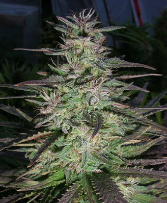 nextgenerationseedcompany.com