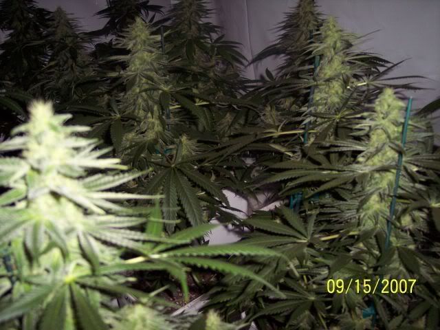 35days-halfway013.jpg
