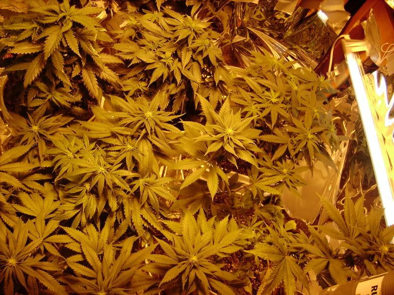 plants126.jpg