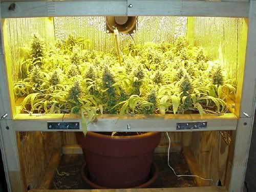 scrog.jpg