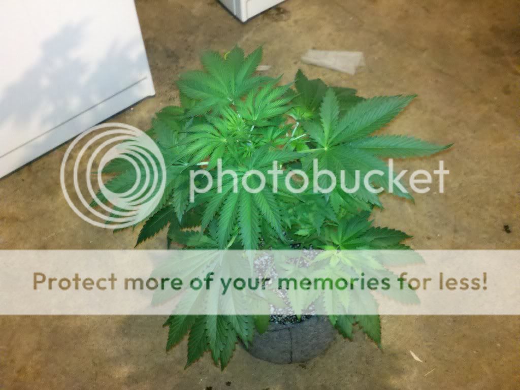 274100439_photobucket_18737_.jpg