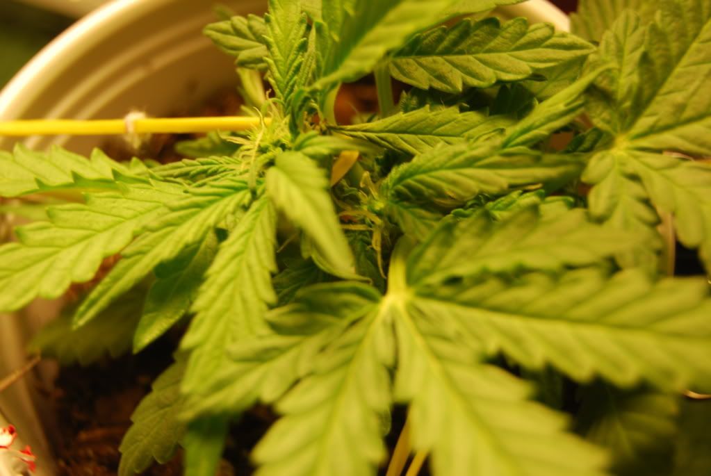 weed39004.jpg
