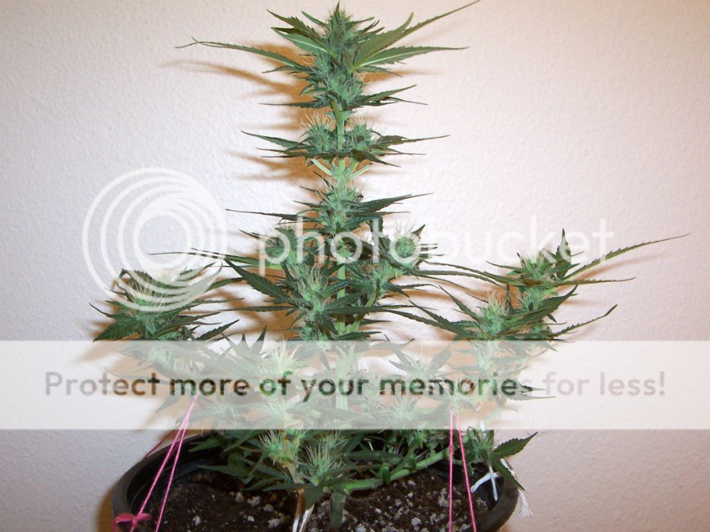 DAY44_PLANT1.jpg