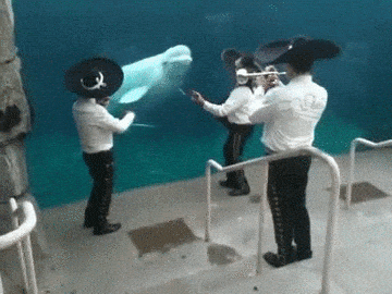 giphy-downsized.gif