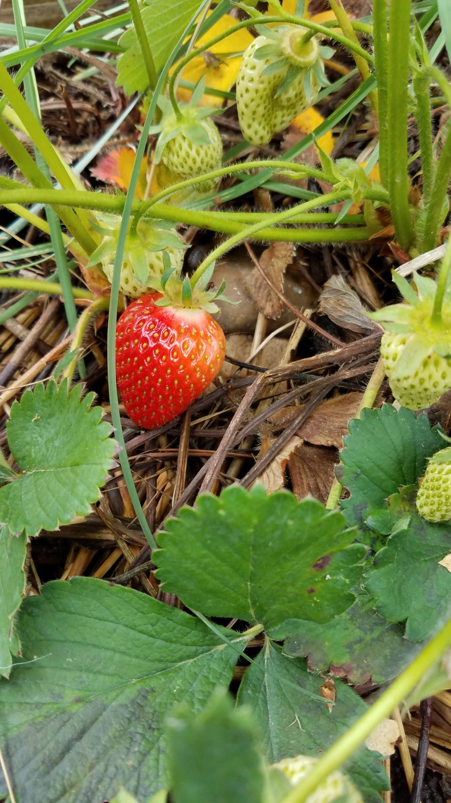 straberry.jpg