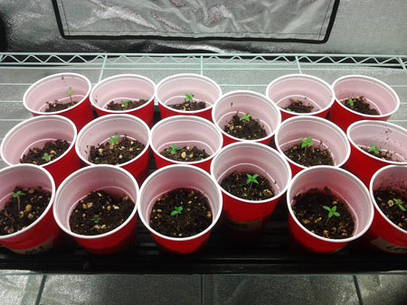 www.growweedeasy.com
