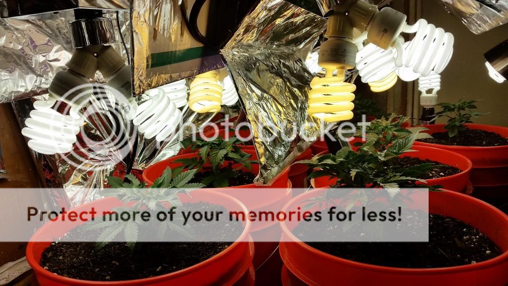 20141207_2124501_zps0b0bbe39.jpg