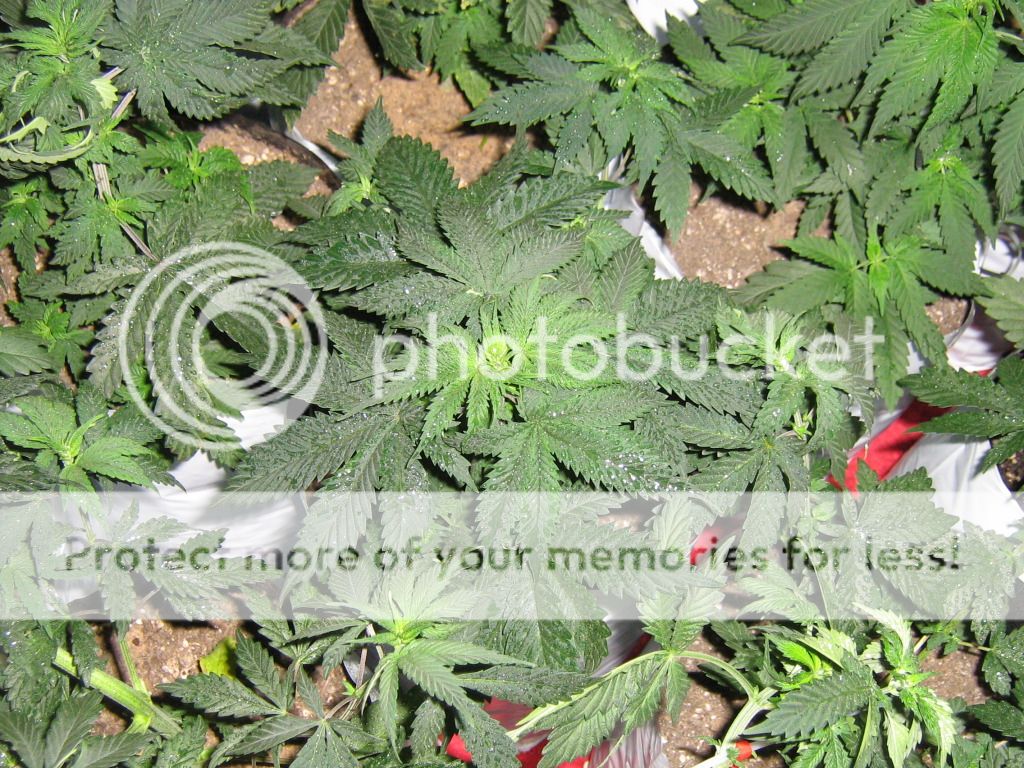 IMG_3700_zps4110380e.jpg