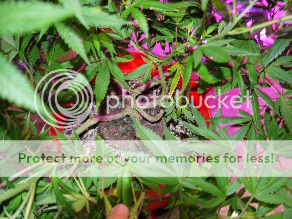 Querkle1_zpsd2939306.jpg