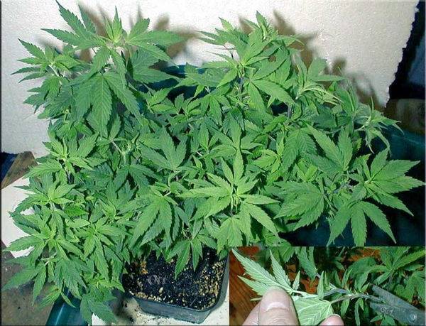 8887bonsai15-med.jpg