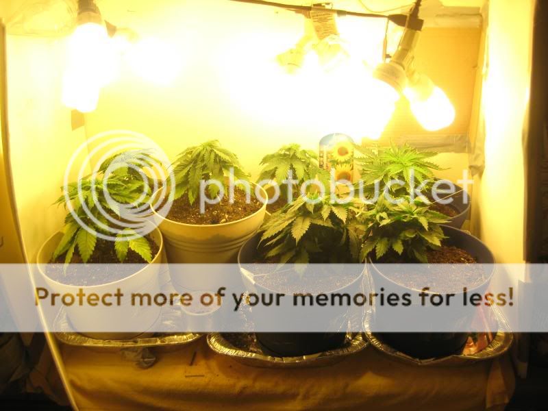 plants019.jpg