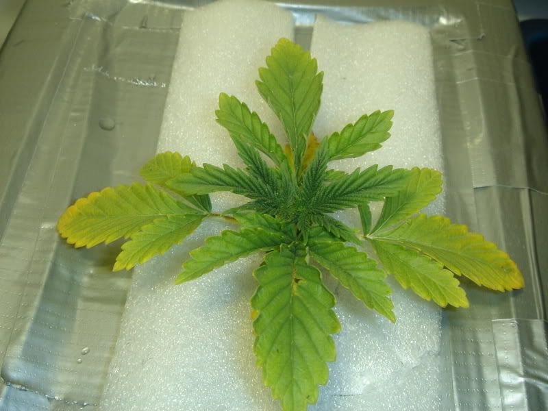 dro018.jpg