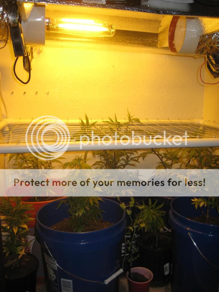 IMG_7579_zps58341510.jpg