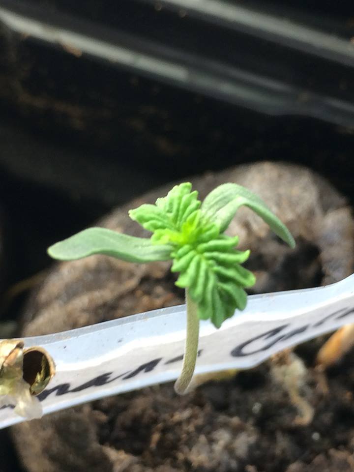 Plant2_Banana_Crack.jpg